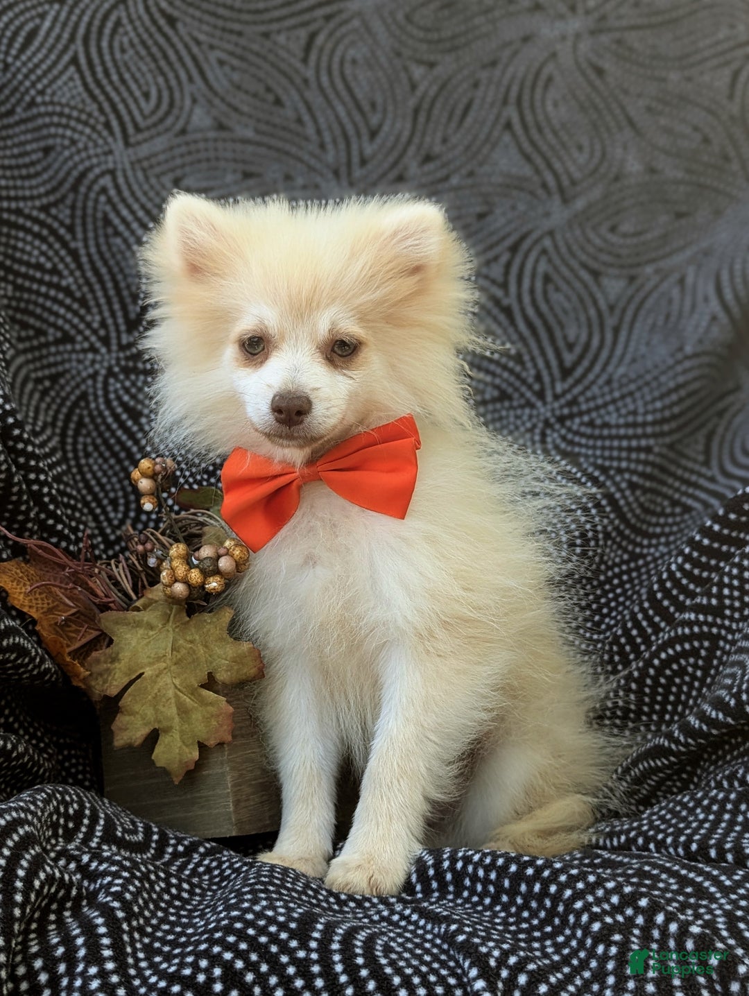 Pomeranian dogs for sale: Kent Genetic Testing - Ad 3