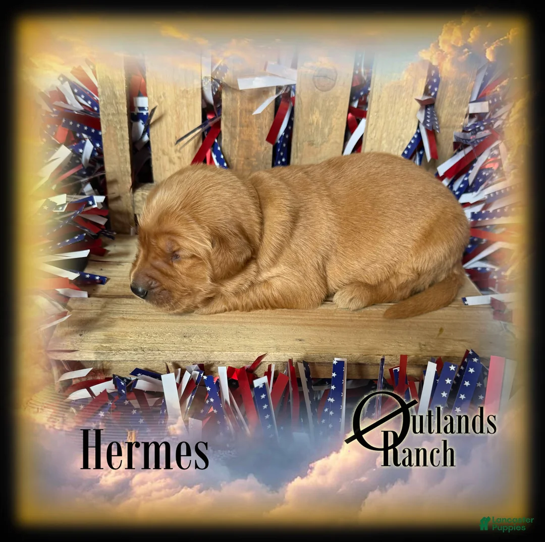 Golden Retriever dogs for sale: Hermes~Brown Collar - Ad 2