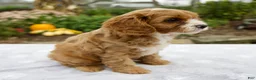 Cavapoo dogs for sale: Theo - Ad 7
