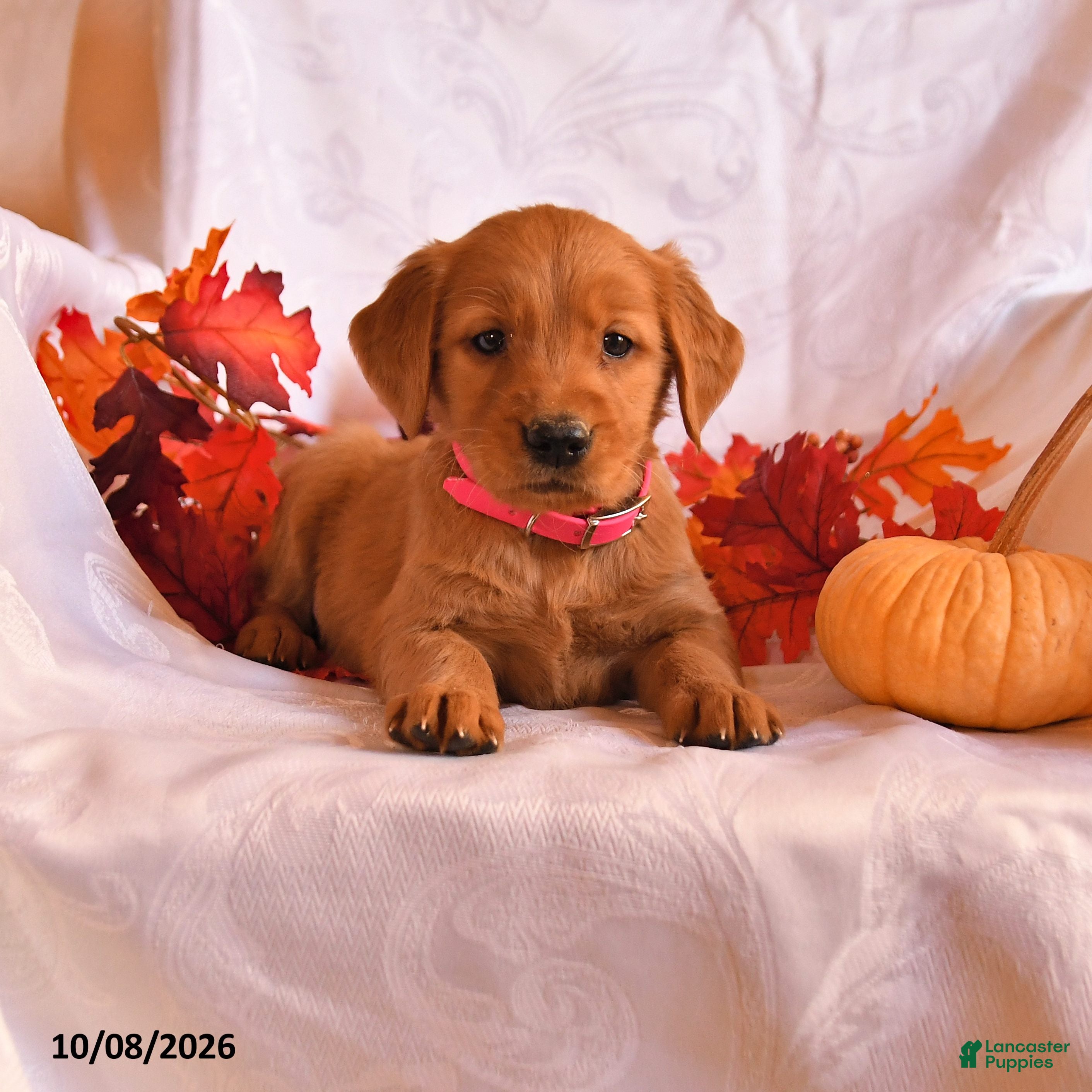 Golden Retriever dogs Babe - Ad 1