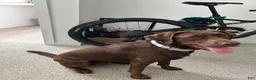 Labrador Retriever dogs for sale: Lime - Ad 2