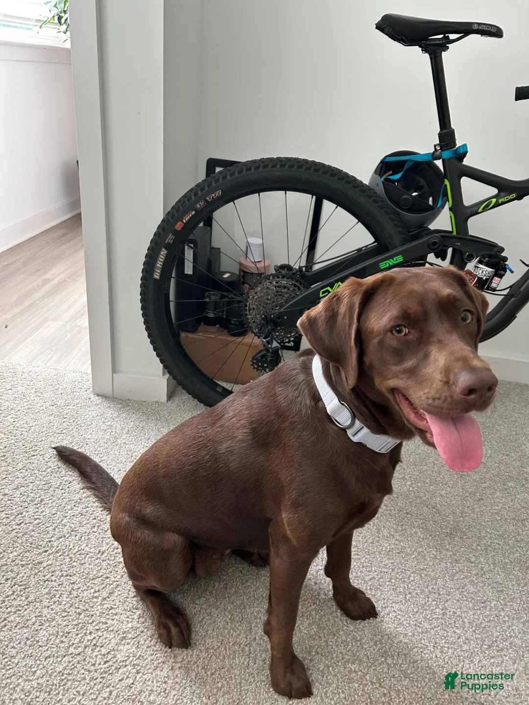 Labrador Retriever dogs for sale: Lime - Ad 2