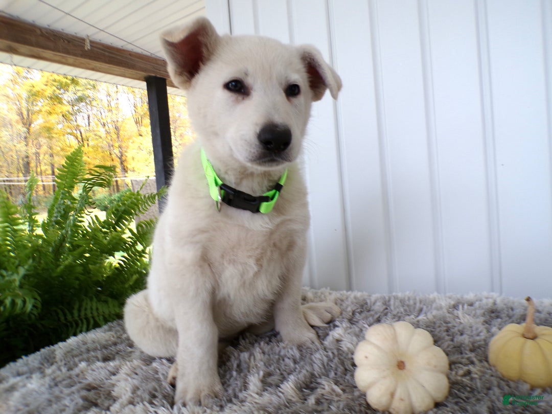 German Shepherd dogs for sale: German Shepherd Puppy 1 Trever - Ad 2