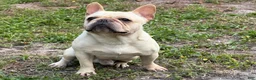 French Bulldog dogs for sale: Gelato  - Ad 4