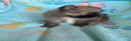 Pomeranian dogs for sale: Pomeranian 2 - Ad 6