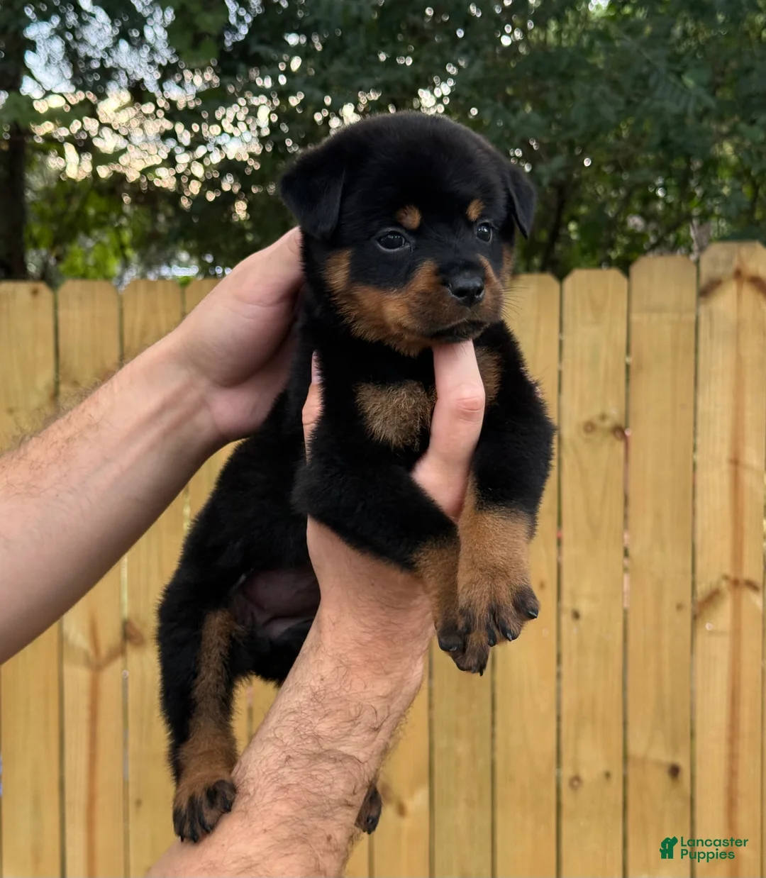 Rottweiler dogs for sale: HERMOINE  - Ad 1