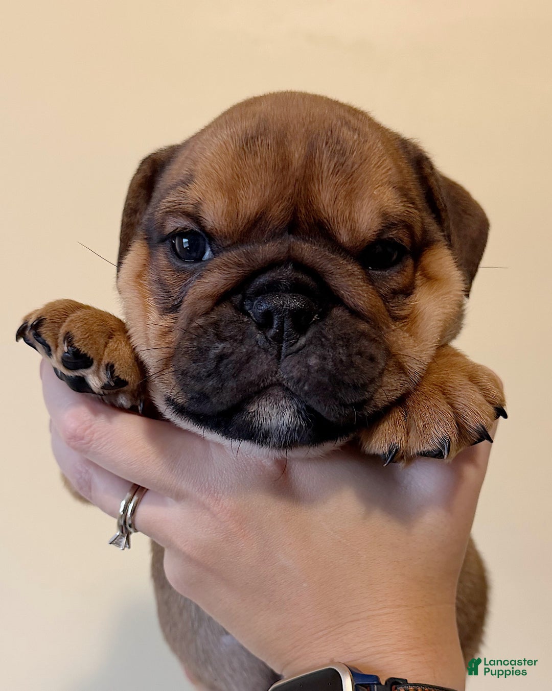 English Bulldog dogs for sale: Gravy - Ad 6