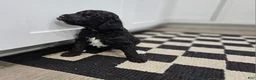 Standard Poodle dogs for sale: Darth Vader - Ad 11