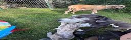 Great Dane dogs for sale: Great Dane 1 - Ad 3