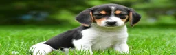 Beagle dogs for sale: Jasper - Ad 3