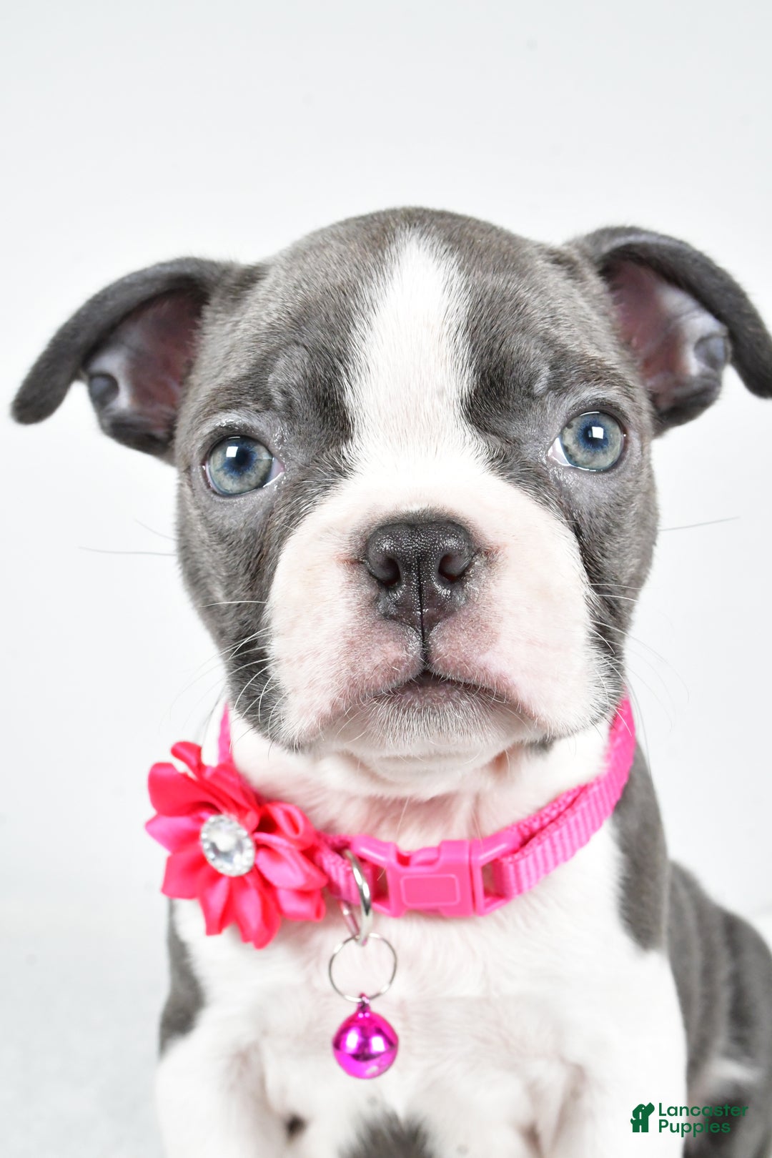 Boston Terrier dogs for sale: Wisteria - Ad 8