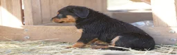 Rottweiler dogs for sale: Rottweiler F3 - Ad 25