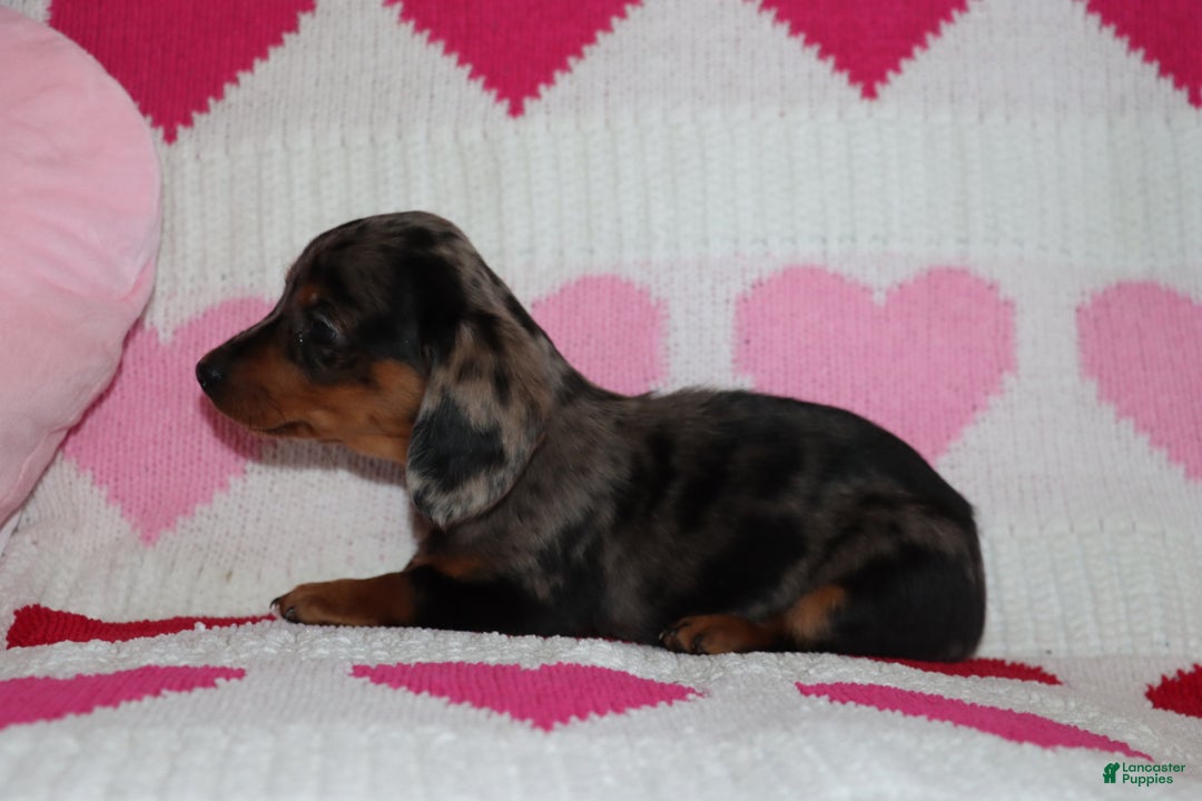 Miniature Dachshund dogs for sale: Mandie - Ad 3