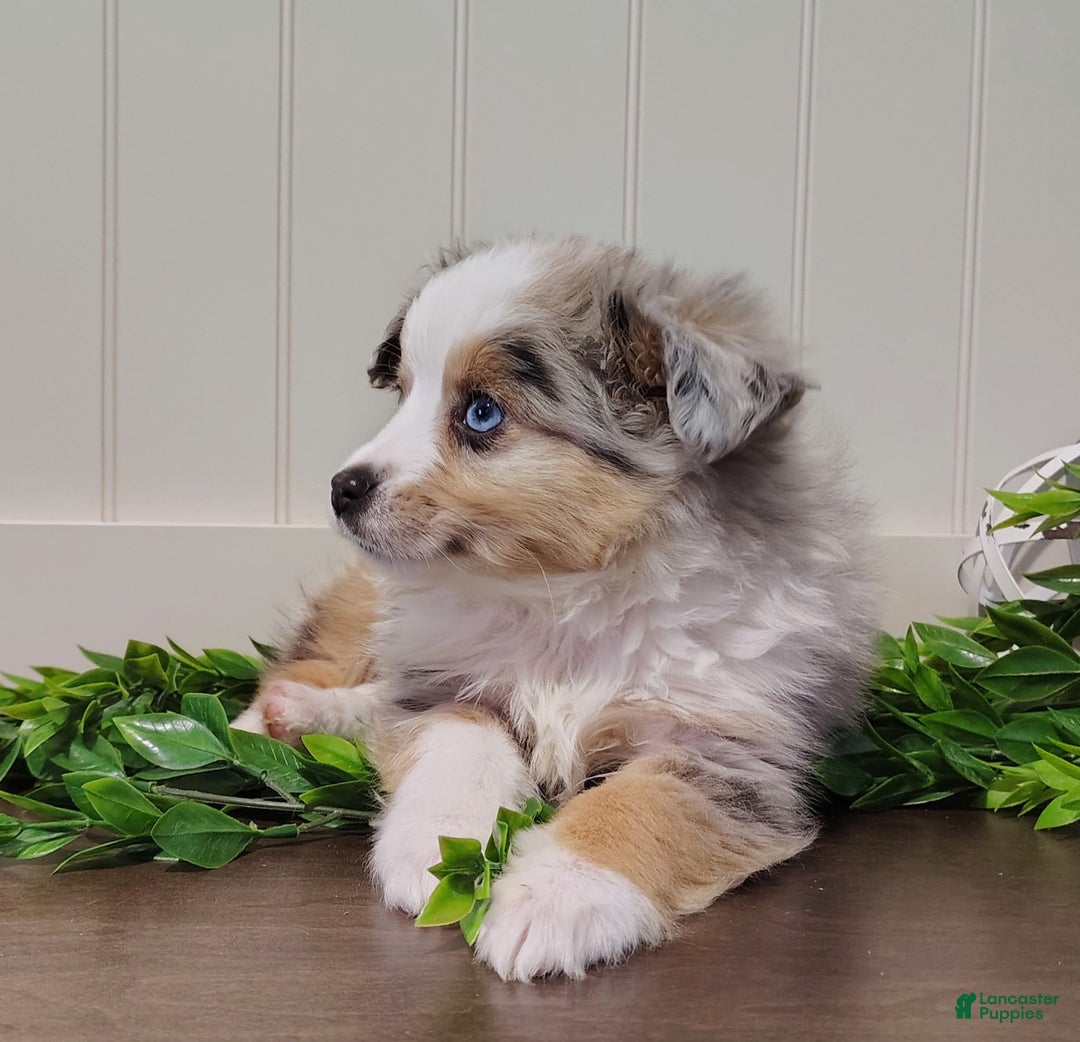 Toy Australian Shepherd dogs for sale: Chase  - Ad 1