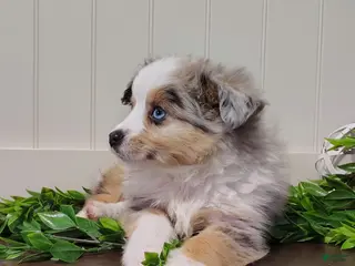 Toy Australian Shepherd dogs Chase - Ad 10