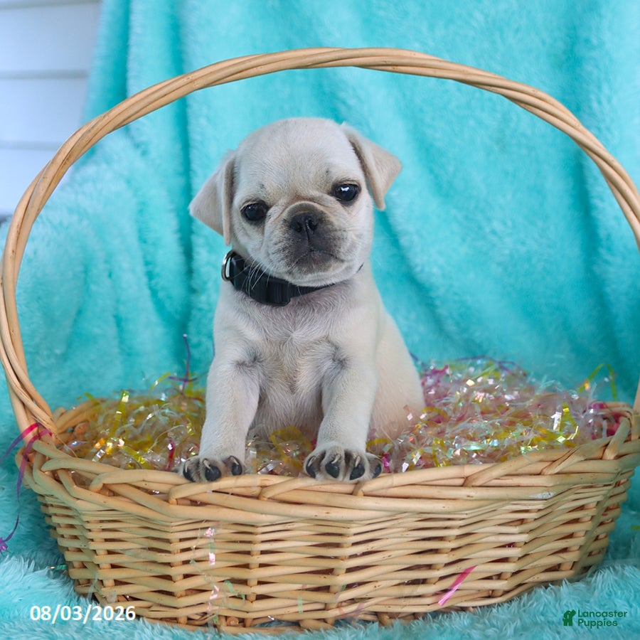 Pug dogs for sale: Biscuit - Ad 2