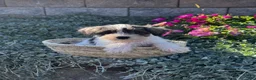 Miniature Schnauzer dogs for sale: Kara - Ad 3