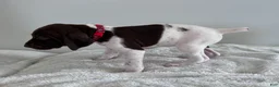 German Shorthaired Pointer dogs for sale: Zion - Ad 2