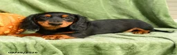 Miniature Dachshund dogs for sale: Cade  - Ad 5