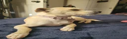 Chihuahua dogs for sale: Faith - Ad 3