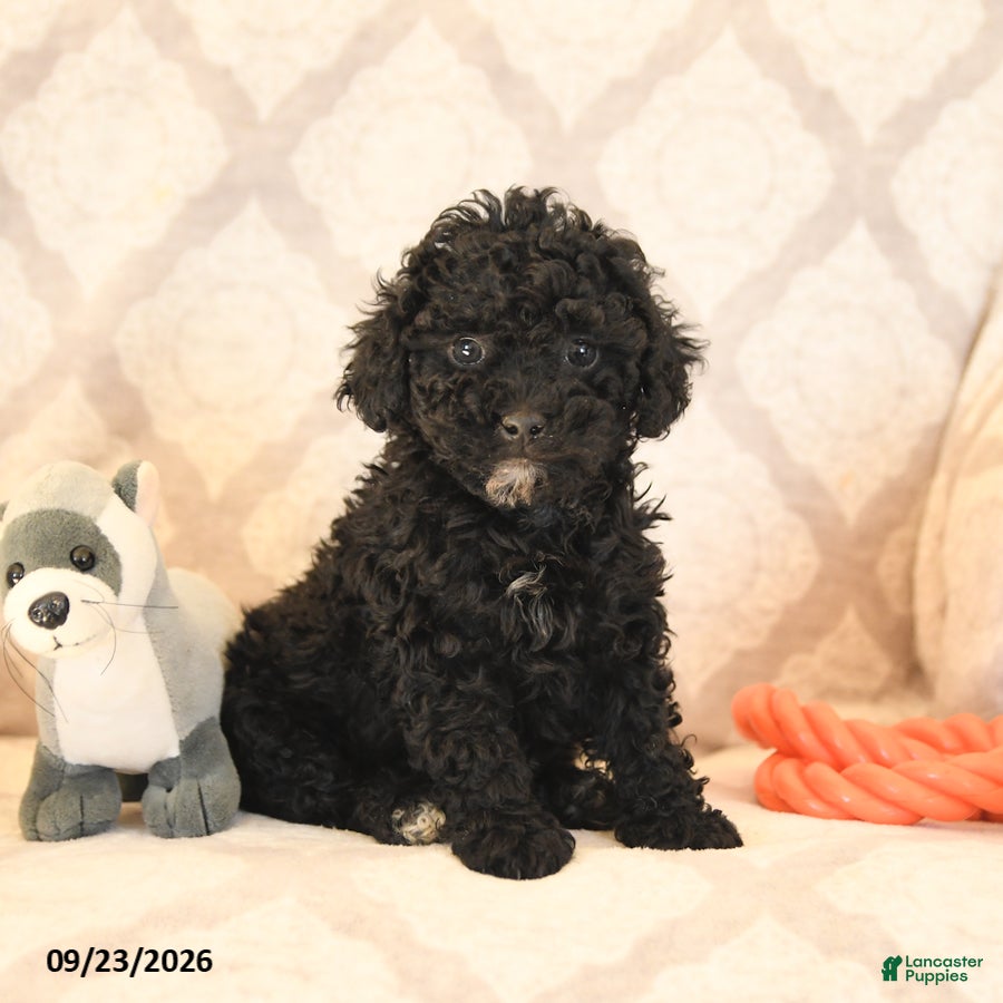 Miniature Poodle dogs for sale: Lilac - Ad 1