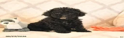 Miniature Poodle dogs for sale: Lilac - Ad 1