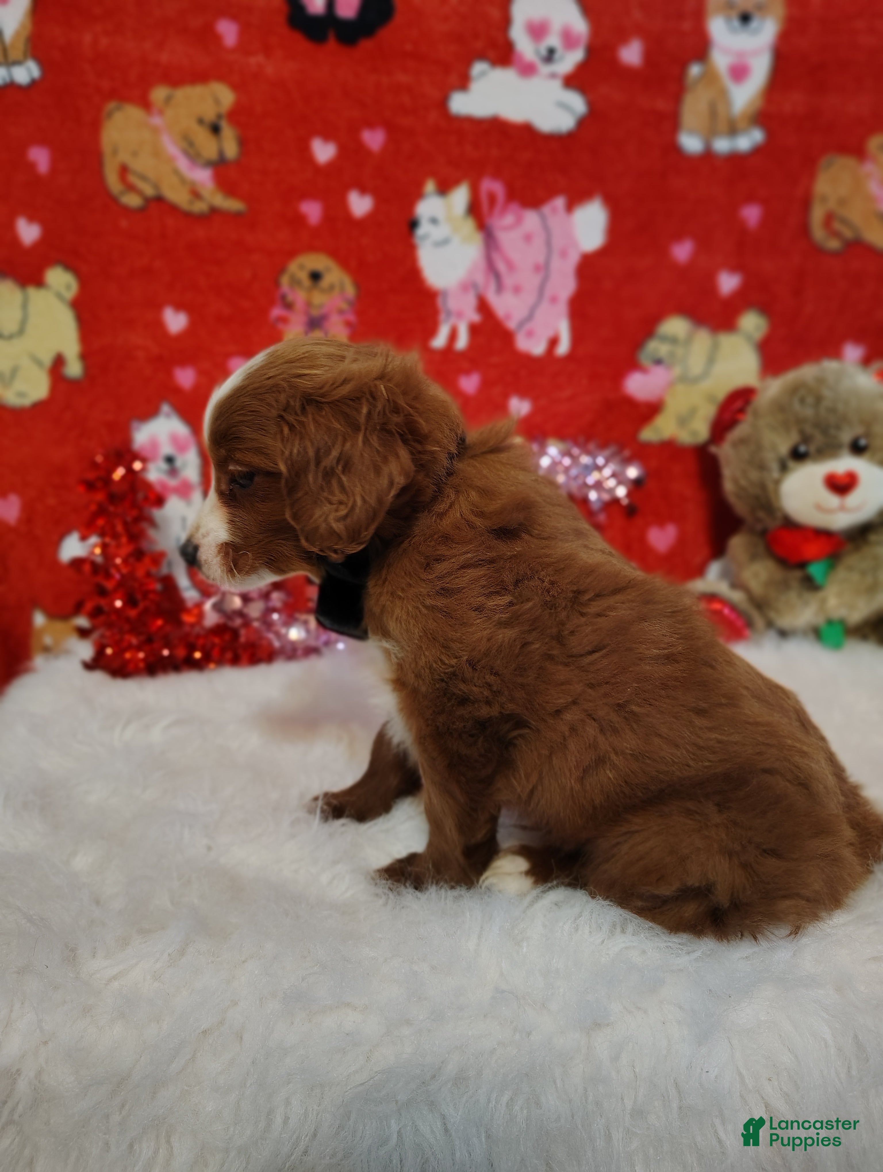 Cavapoo dogs Cavapoo Puppy 1 - Ad 2