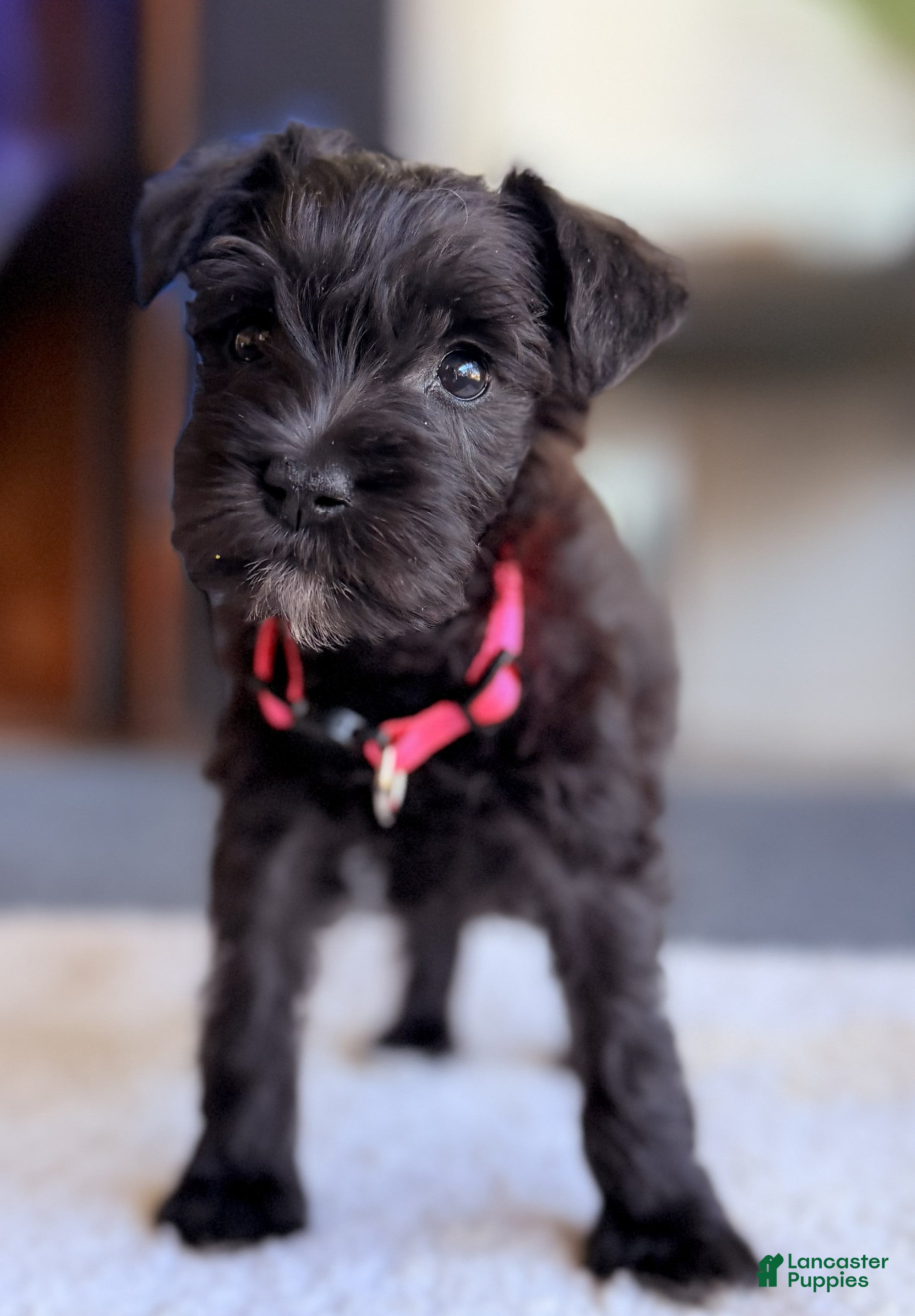 Miniature Schnauzer dogs Miniature Schnauzer 6 - Ad 1