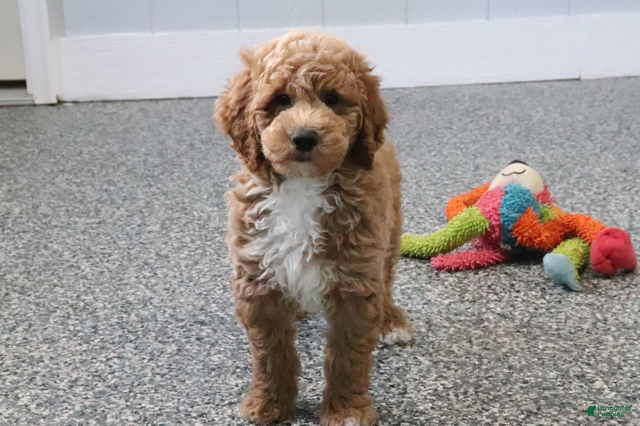 Mini Goldendoodle dogs Skye - Ad 2