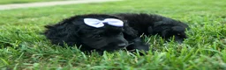 Cavapoo dogs for sale: Raya🎀 - Ad 21