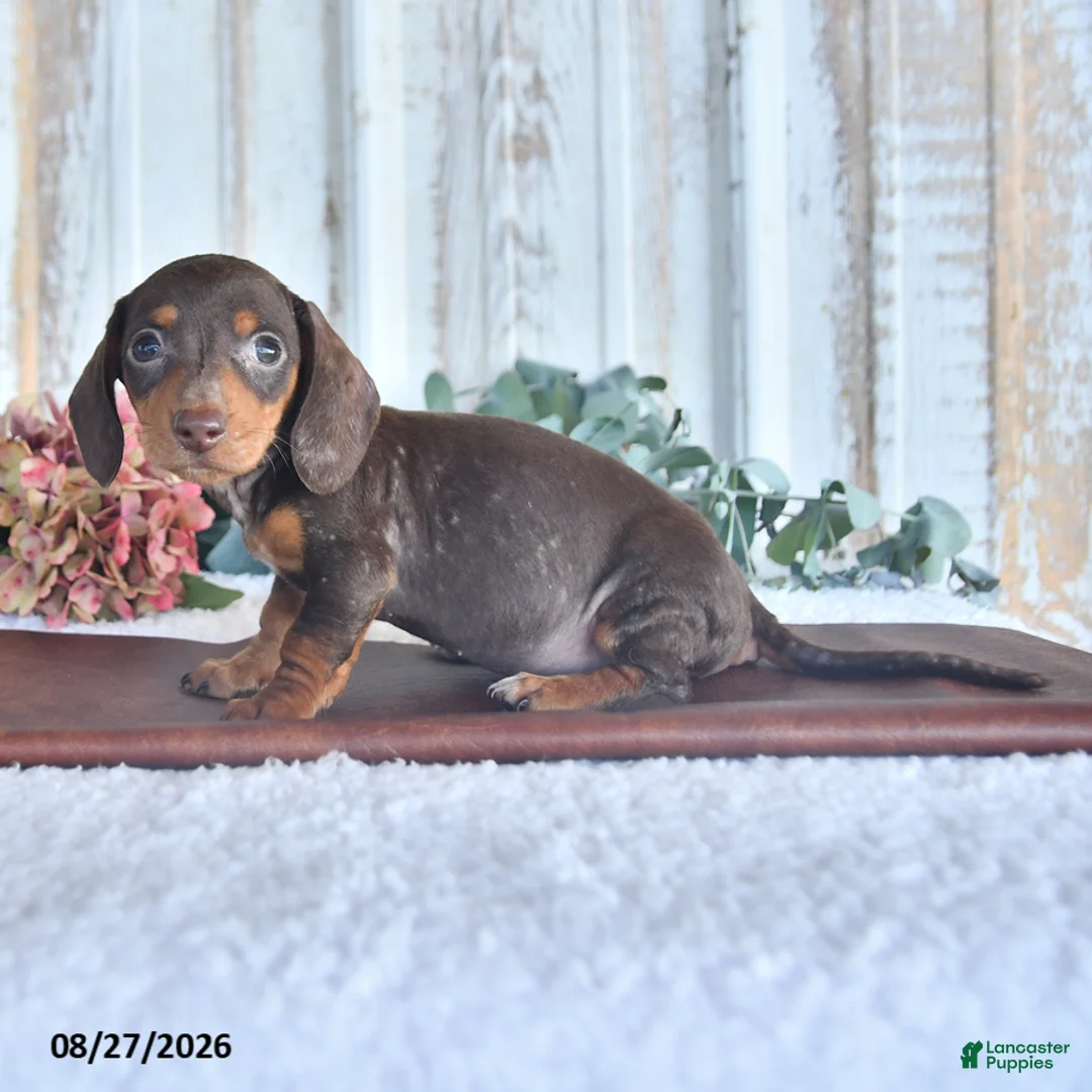 Miniature Dachshund dogs for sale: Dixon - Ad 3