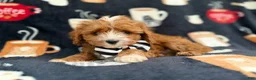Cavapoo dogs for sale: Jackson - Ad 6