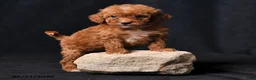 Toy Poodle dogs for sale: Tiny Clover - Ad 2