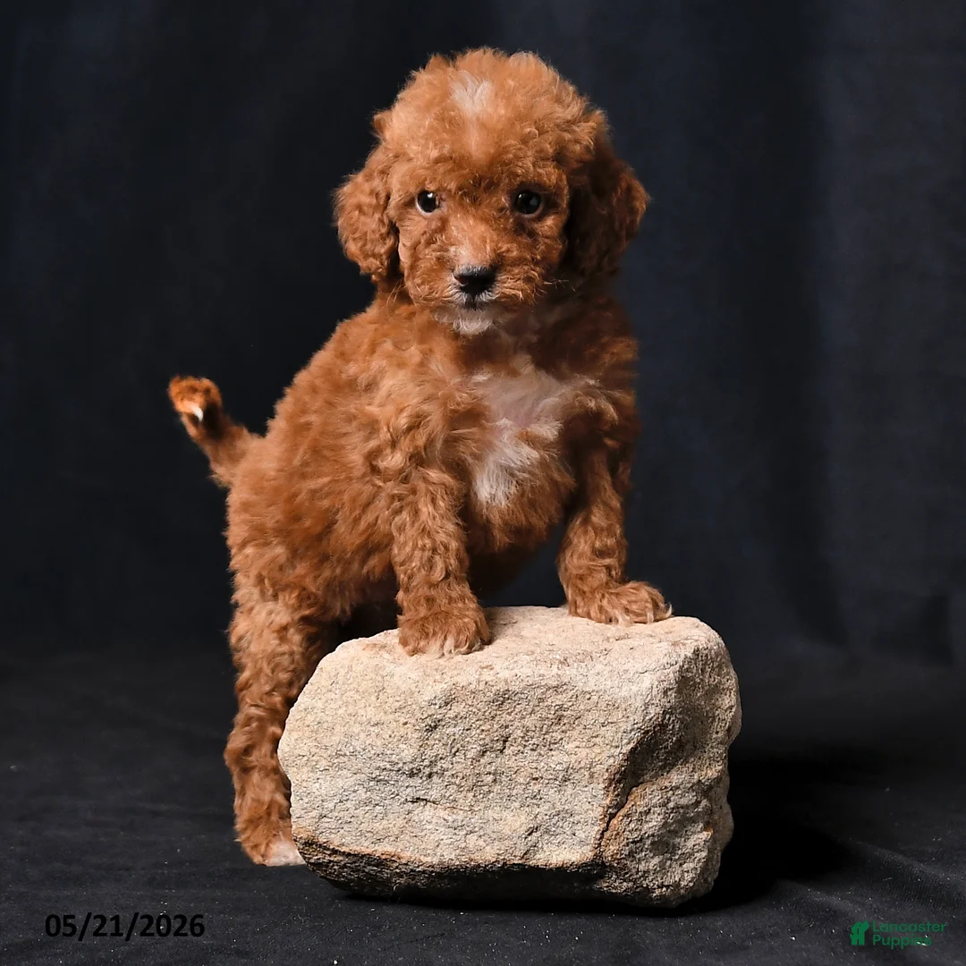 Toy Poodle dogs for sale: Tiny Clover - Ad 2