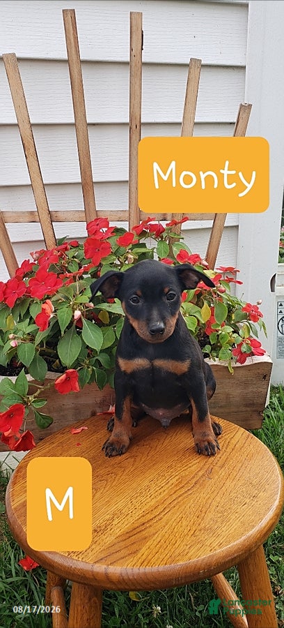 Miniature Pinscher dogs Monty - Ad 5