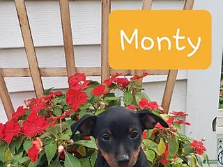 Miniature Pinscher dogs Monty - Ad 5
