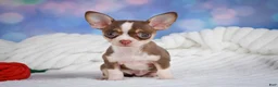 Chihuahua dogs for sale: Betty - Ad 3