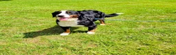 Bernese Mountain Dog dogs for sale: Lulu - Ad 5