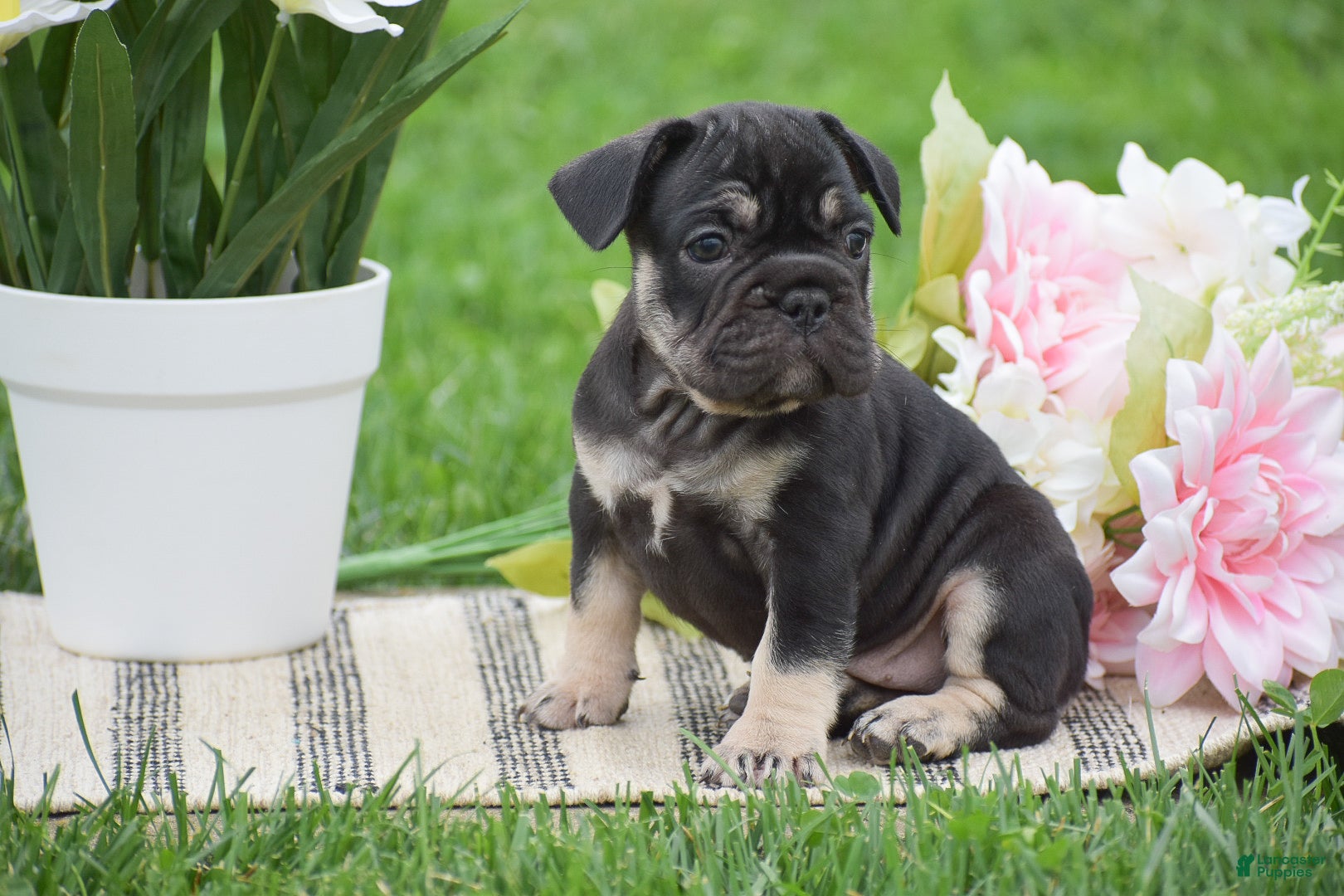 French Bulldog dogs Violet - Ad 2