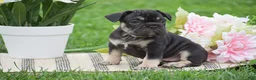 French Bulldog dogs for sale: Violet - Ad 2