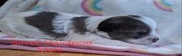 Havapoo dogs for sale: Silver/White - Ad 4