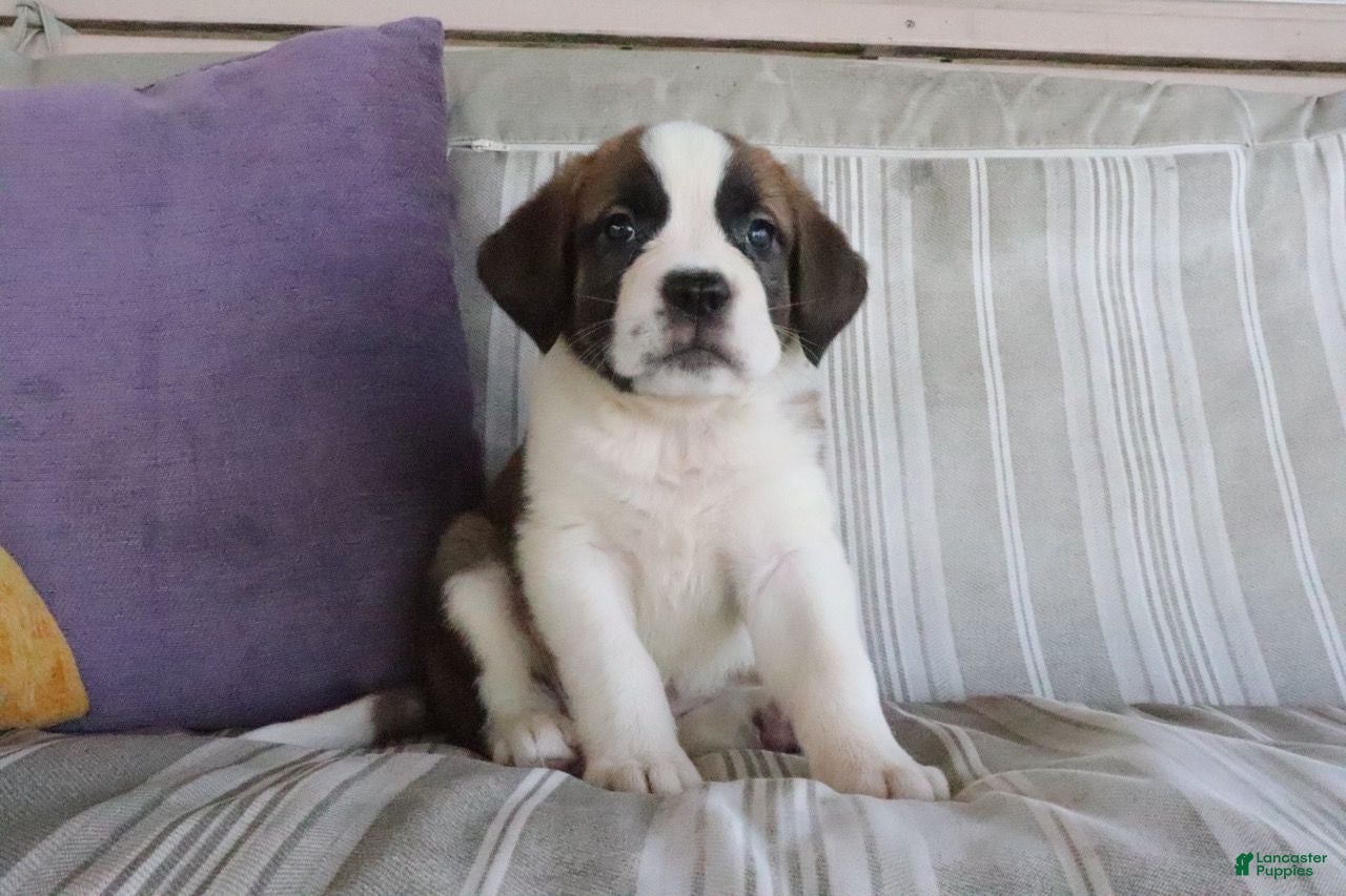Saint Bernard dogs Mallory - Ad 1