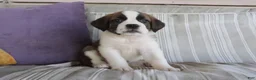 Saint Bernard dogs for sale: Mallory - Ad 1