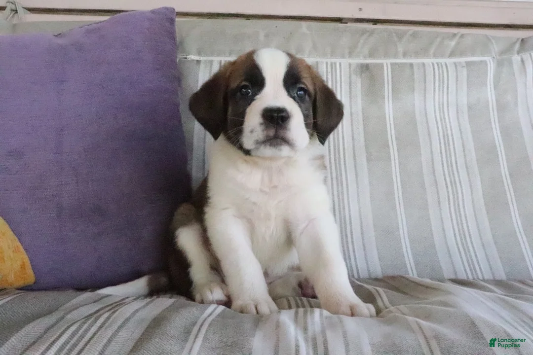 Saint Bernard dogs for sale: Mallory - Ad 1
