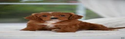 Cavapoo dogs for sale: Cavapoo 2 - Ad 1