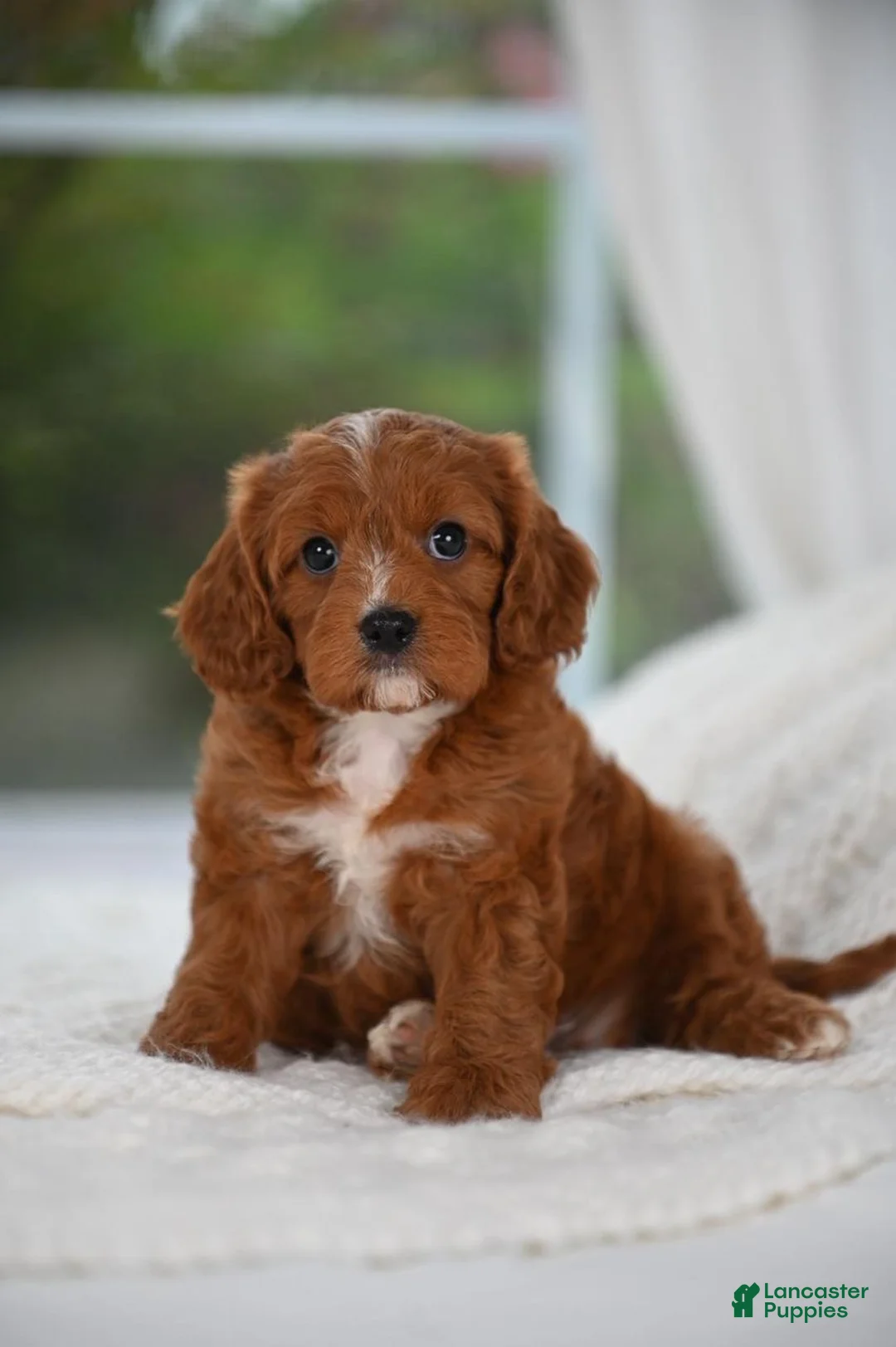 Cavapoo dogs for sale: Cavapoo 2 - Ad 1