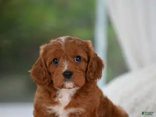 Cavapoo dogs for sale: Cavapoo 2 - Ad 4