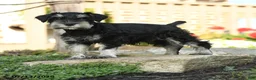 Miniature Schnauzer dogs for sale: Lassie - Ad 4