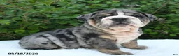 English Bulldog dogs for sale: Sera - Ad 2