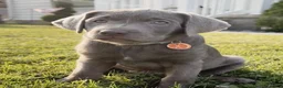 Labrador Retriever dogs for sale: Labrador Retriever 1 - Ad 8